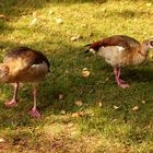 Nilgänse Stgrt.Killesberg