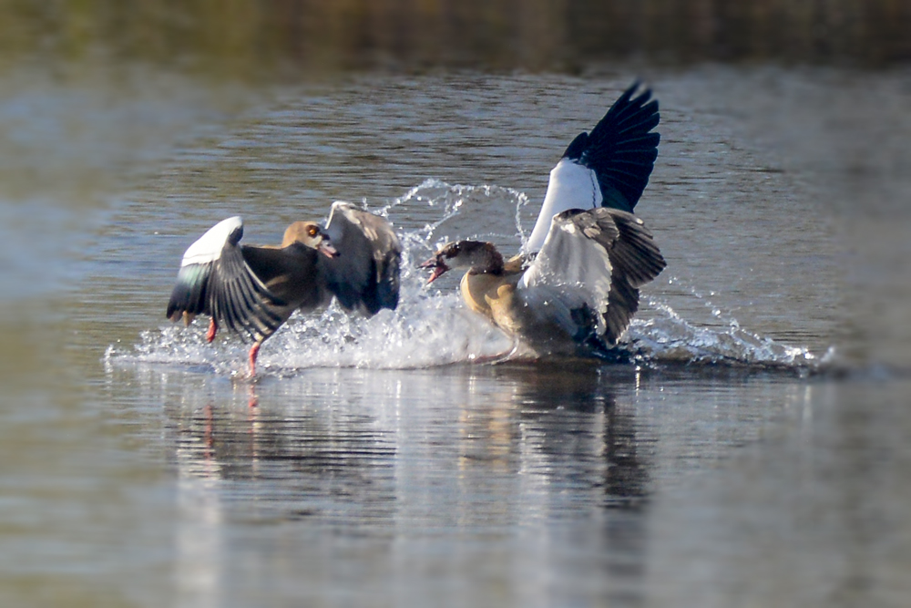 Nilgänse streiten um ihr Revier