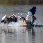 Nilgänse streiten um ihr Revier