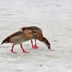 Nilgänse suchen im Schnee nach Nahrung