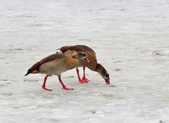 Nilgänse suchen im Schnee nach Nahrung