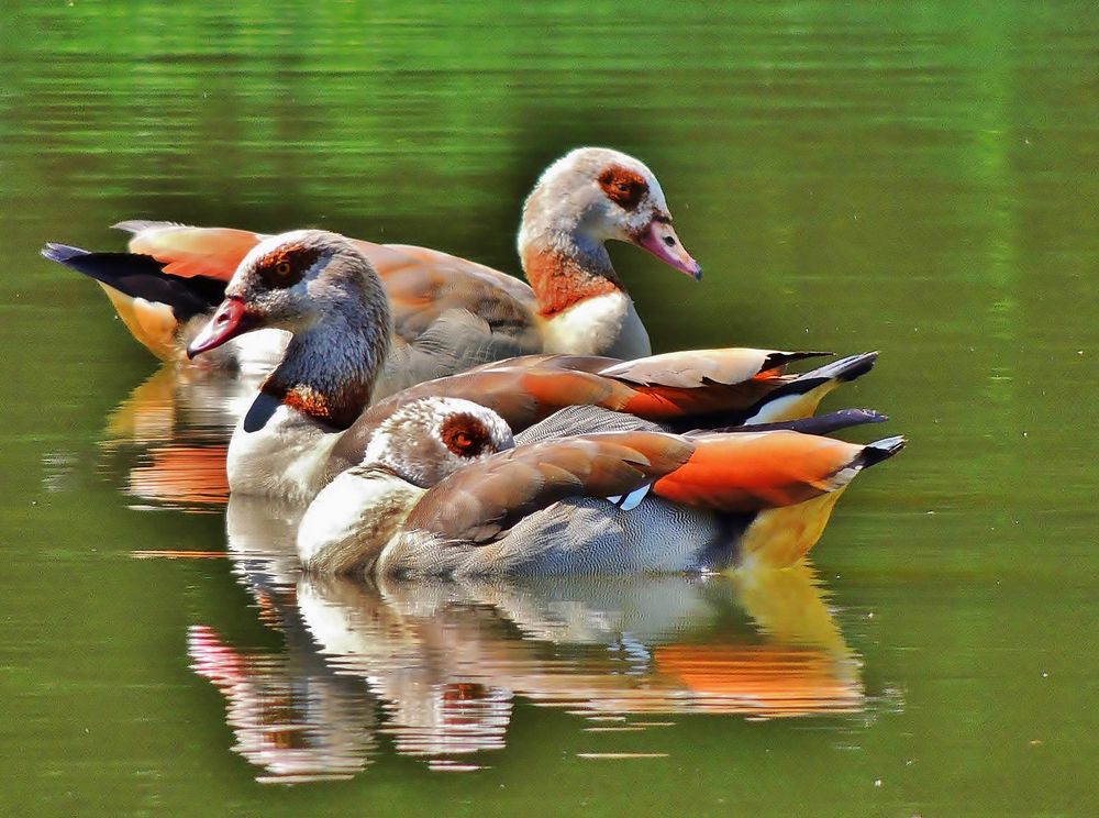 Nilgänse - Trio