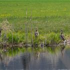 NILGÄNSE TRIO