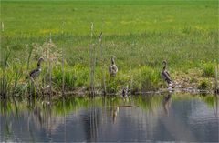 NILGÄNSE TRIO