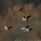 Nilgänse über den Rieselfeldern