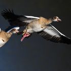 Nilgänse über der Ruhr - kein Widerspruch!