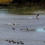 Nilgänse und ein paar andere