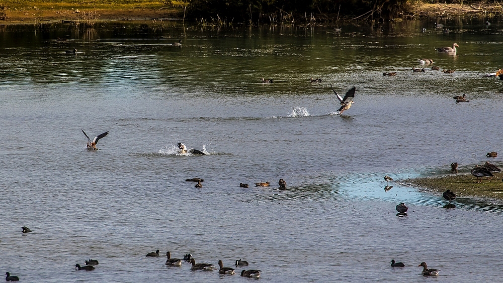 Nilgänse und ein paar andere