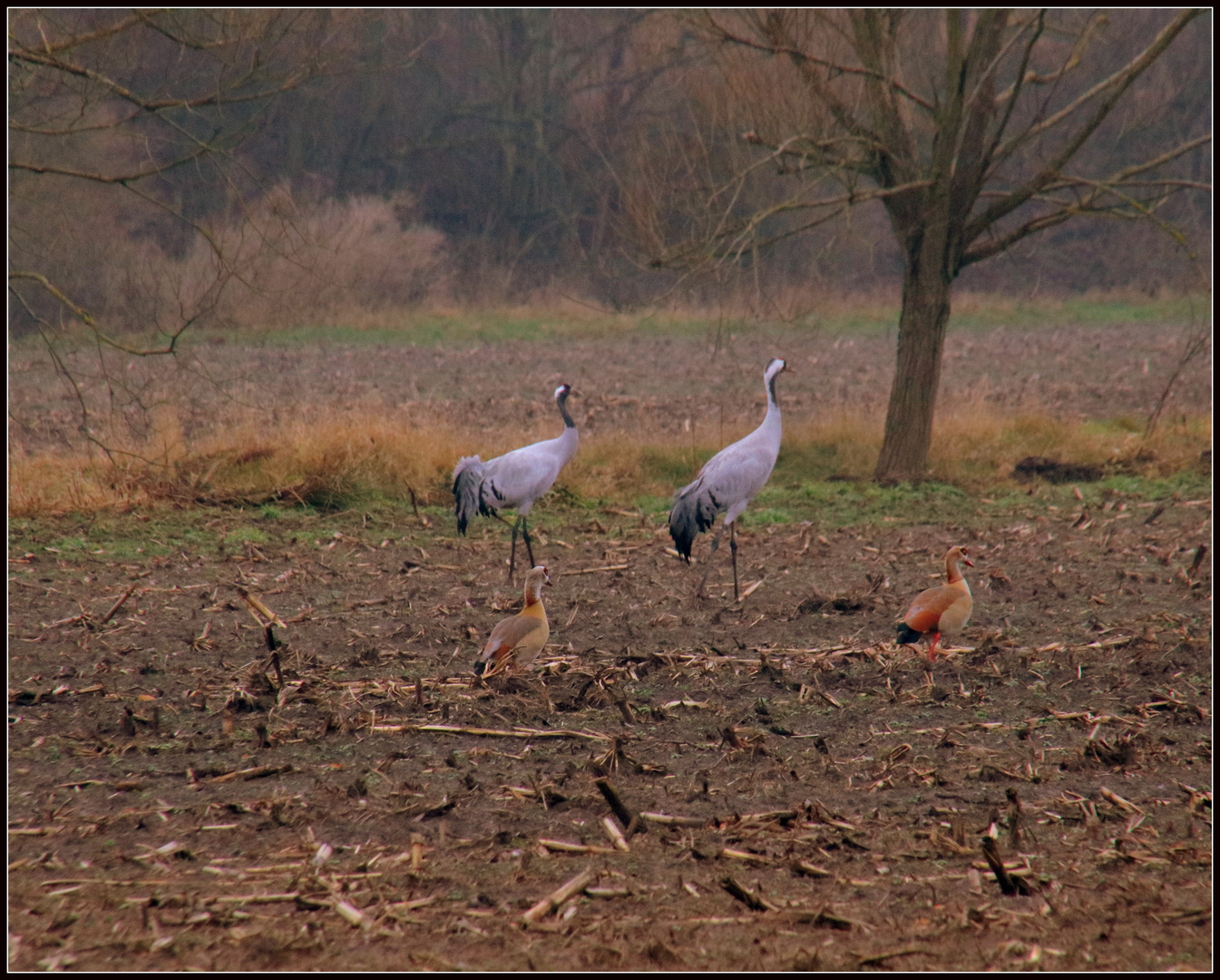 Nilgänse und Kraniche