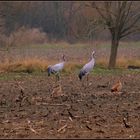 Nilgänse und Kraniche