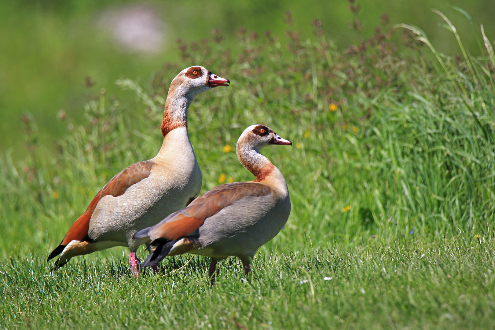 Nilgänse, unzertrennlich