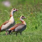 Nilgänse, unzertrennlich