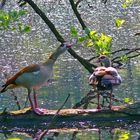 Nilgänse - von denen sich immer mehr am Niederrhein zu Hause fühlen