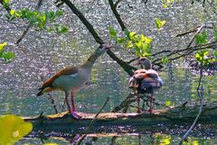 Nilgänse - von denen sich immer mehr am Niederrhein zu Hause fühlen