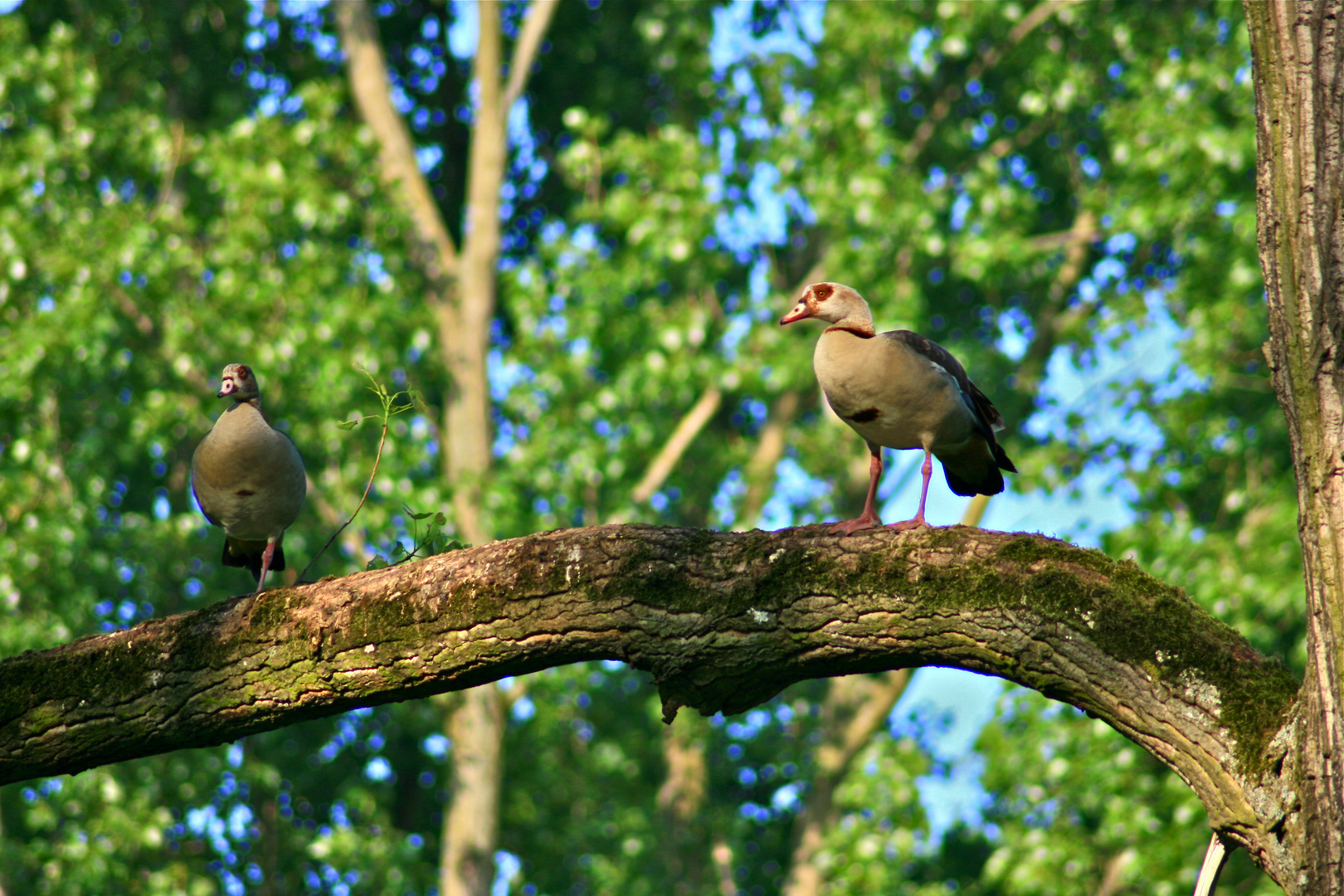 Nilgänse, Zonser Grind