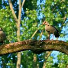 Nilgänse, Zonser Grind