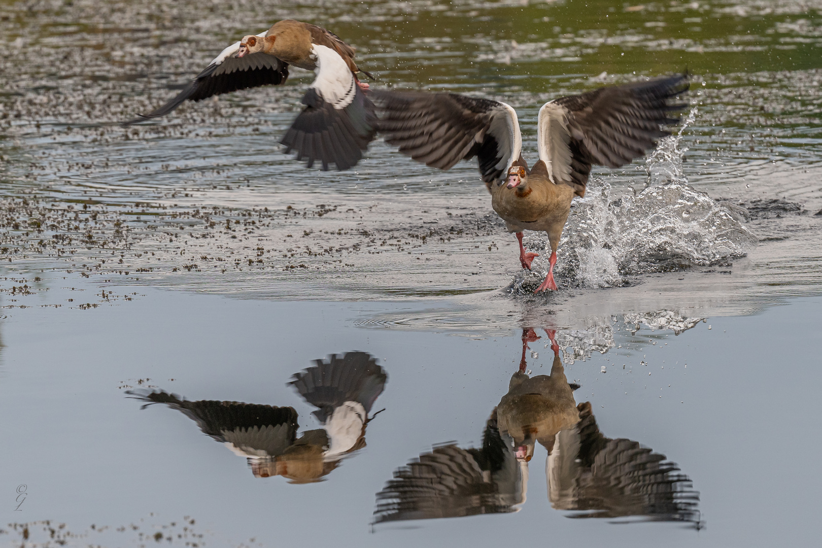 Nilgänse_04.09.2020_b