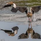 Nilgänse_04.09.2020_b