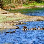 Nilgänse_1