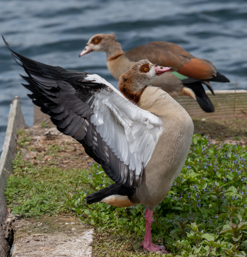 Nilgänse_13.05.2020 Foto & Bild outdoor, natur, tiere Bilder auf