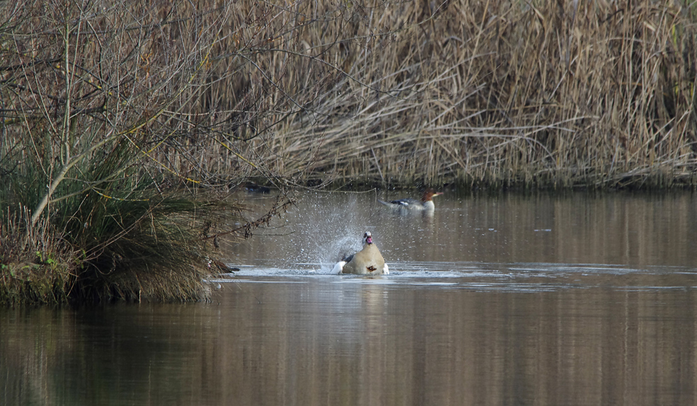 Nilgänse....2