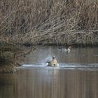 Nilgänse....2