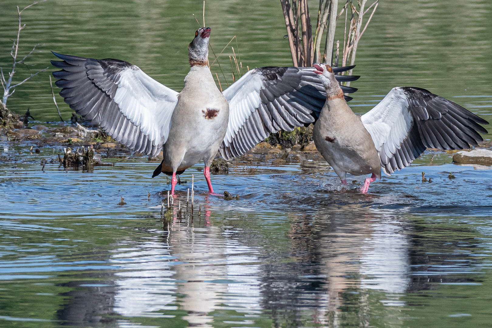 Nilgänse_21.05.2020