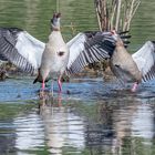 Nilgänse_21.05.2020