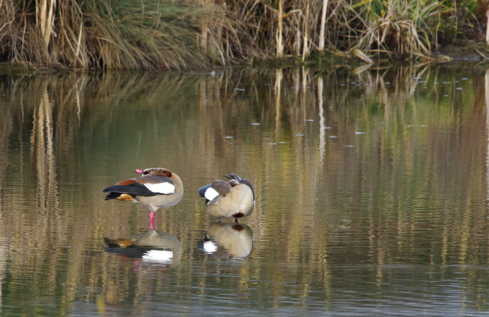 Nilgänse....4