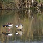 Nilgänse....4