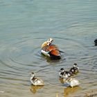 Nilgänsebabies: Bad mit Mama und Papa