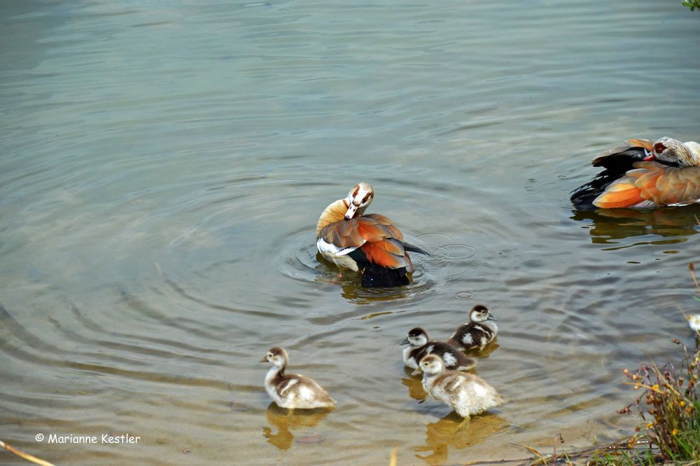 Nilgänsebabies: Bad mit Mama und Papa