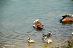 Nilgänsebabies: Bad mit Mama und Papa