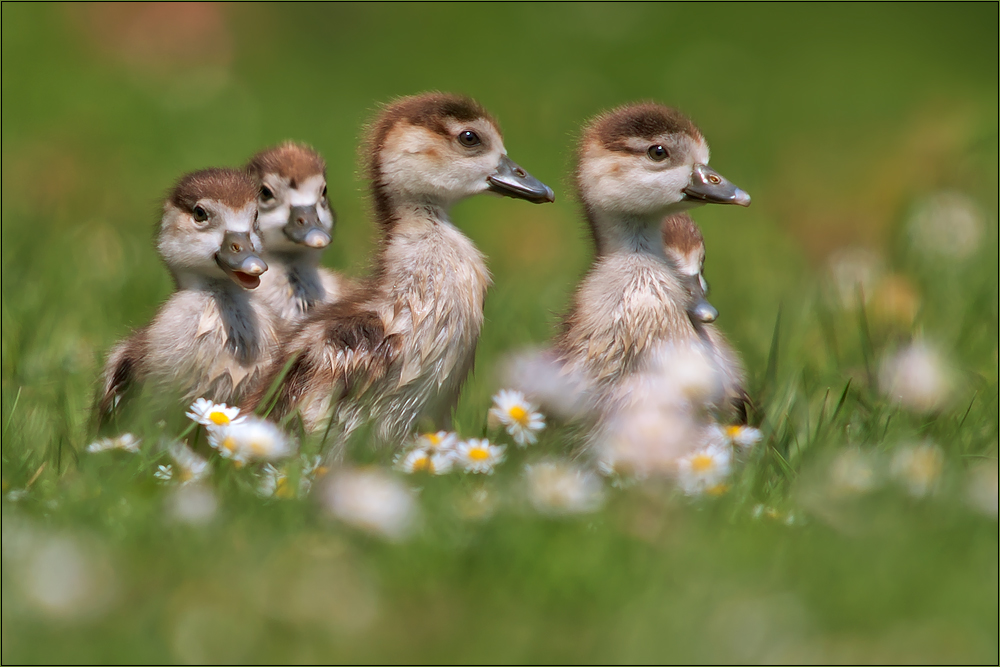 Nilgänseblümchen