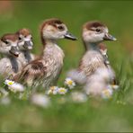 Nilgänseblümchen