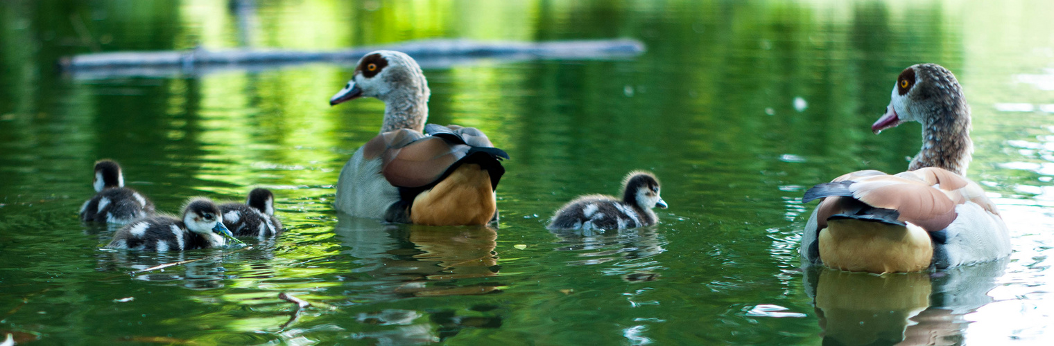 Nilgänsefamilie