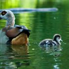 Nilgänsefamilie