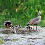 Nilgänsefamilie