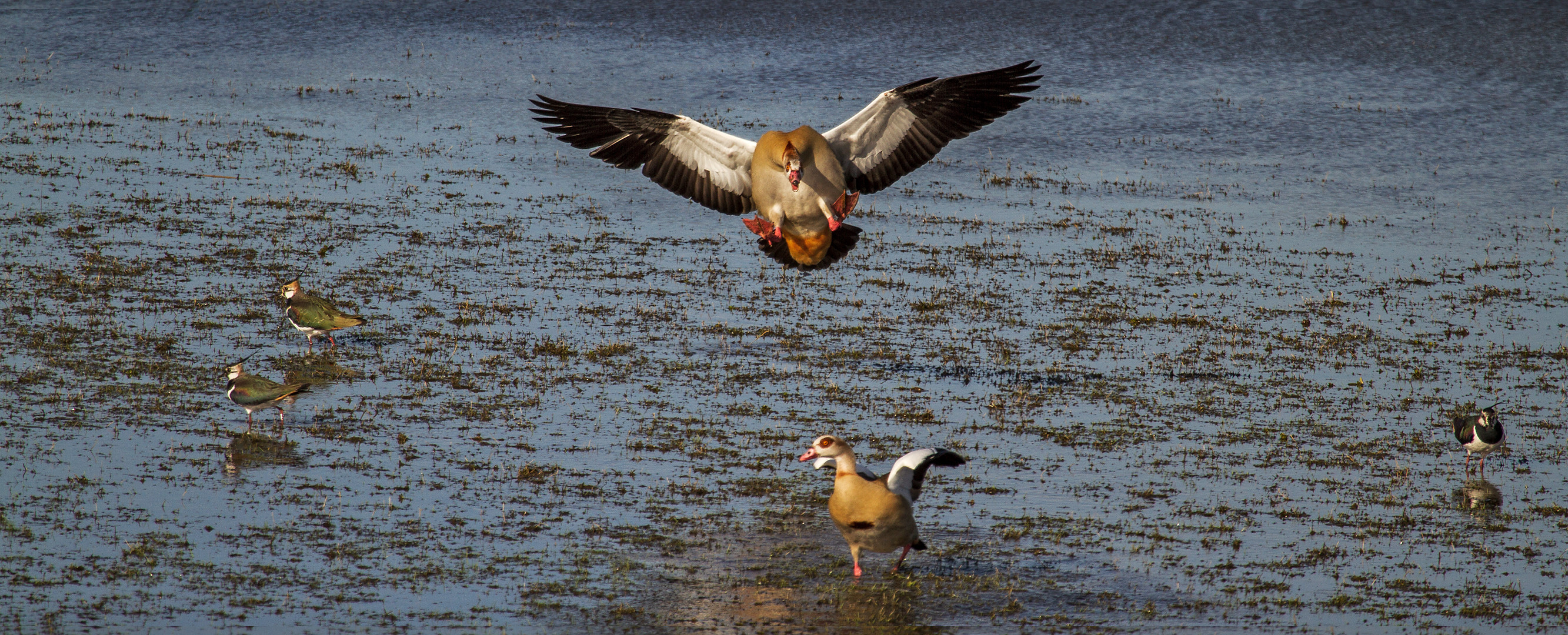 Nilgänse,Kiebitze 001