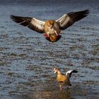 Nilgänse,Kiebitze 001