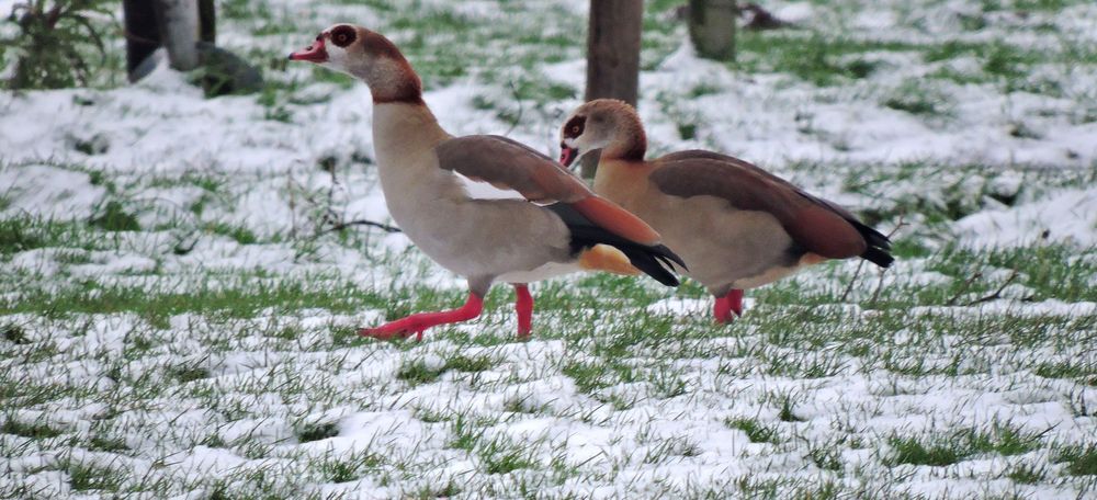 Nilgänsepaar im Schnee am See.