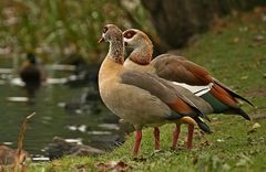 Nilgänsepärchen