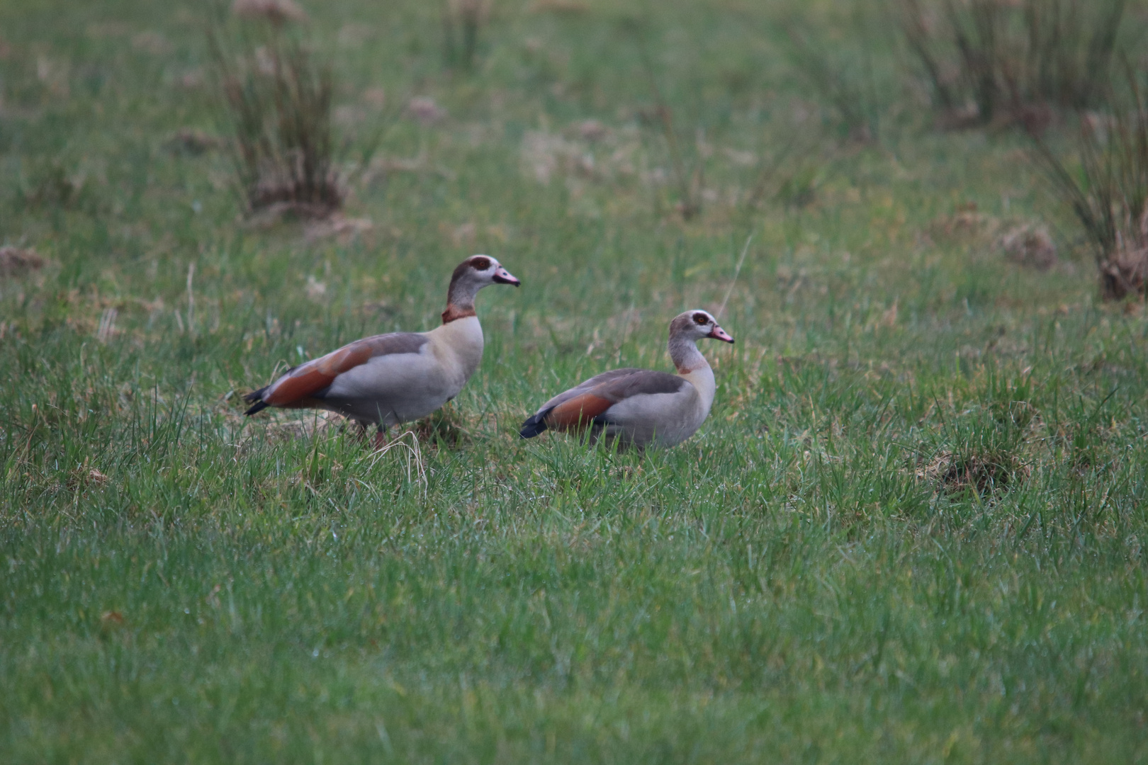 Nilgänse,Rehe...und nasse Füße.....