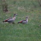 Nilgänse,Rehe...und nasse Füße.....