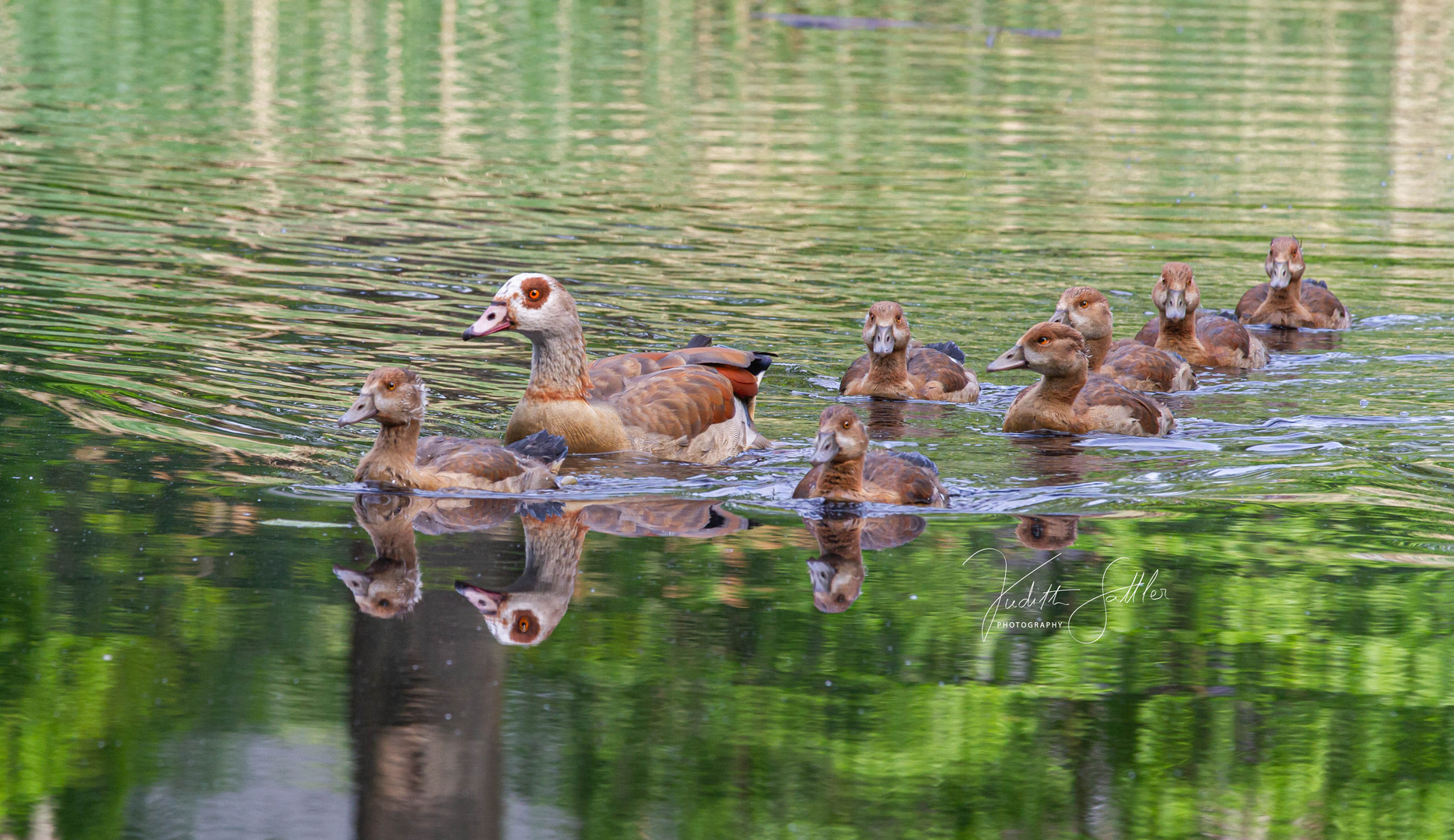 Nilgänseschar