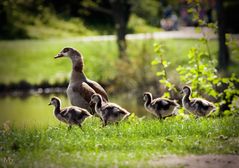 Nilgänsespaziergang