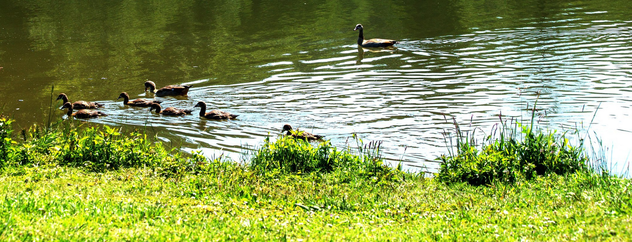 Nilgänsfamilie am Kreuzbergsee