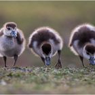 Nilgänslein