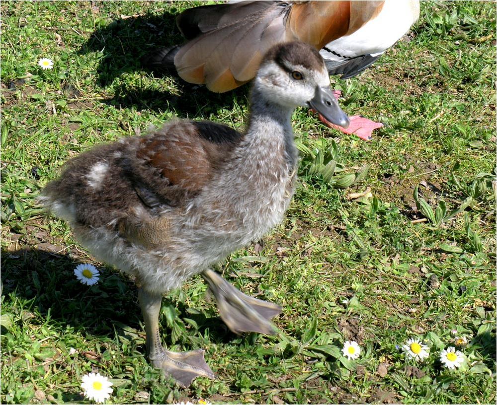 Nilgänsli Modell 2007