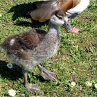 Nilgänsli Modell 2007